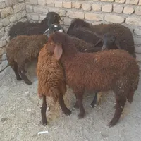 بره نر وماده|حیوانات مزرعه|زنجان, |دیوار