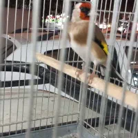 سهره جوجه و (جفتی )|پرنده|تهران, خاوران|دیوار