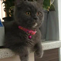 گربه نژاد دار اصیل