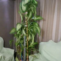 گل بزرگ  دیفن سالم وزیبا|گل و گیاه طبیعی|قزوین, |دیوار