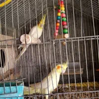 جفت عروس هلندی لوتینو