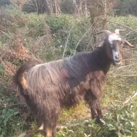 فروش ۲ عددبز ماده|حیوانات مزرعه|سیاهکل, |دیوار