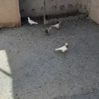 سلام ۴۰تاکفترهوا ضمانتی همه نر کفتر شب بازی|پرنده|کاشمر, |دیوار