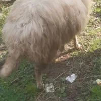 گوسفندنرقوچ وبره ماده|حیوانات مزرعه|ماکلوان, |دیوار