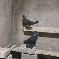 یک جفت کبوتر قره ماده هم پرشی هست
