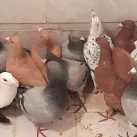 ۲۶عددکفتررنگی به شرط ناجلد یک جادونه ایی ۳۰۰|پرنده|حمیدیا, |دیوار