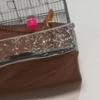 سه عددقناری نربخون|پرنده|گلزار, |دیوار