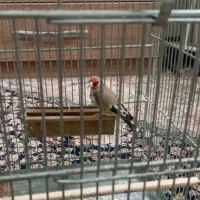 سره دهن لر جفتی متولد قفس