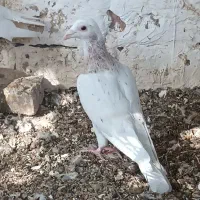کله هما|پرنده|سبزوار, رباط|دیوار