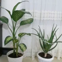 گل طبیعی و دمپای