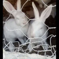 خرگوش سفید چشم قوقی