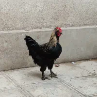 خروس مرندی خیلی خاص