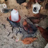 خروس محلی جوان|حیوانات مزرعه|ایوان, |دیوار