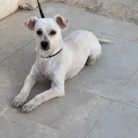 واگذاری سگ نژاد شیتزو تریر|سگ|محمدشهر, محمدشهر|دیوار