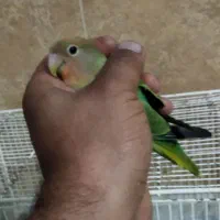 طوطی برزیلی|پرنده|مرند, |دیوار