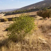 باغچه پروژه بهار سیخ دارنگون|فروش خانه و ویلا|شیراز, شهرک امیر کبیر|دیوار
