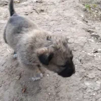 واگذاری سگ سرابی