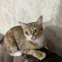 واگذاری گربه