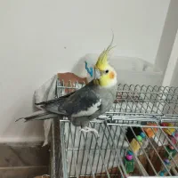 عروس هلندی نر1سالونیمه کارداده مست مست|پرنده|قم, انصارالحسین|دیوار