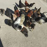 مرغ و خروس|حیوانات مزرعه|انگوران, |دیوار