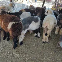 بره لری|حیوانات مزرعه|مسجد سلیمان, |دیوار