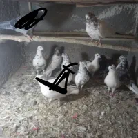 پرنده کفتر