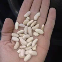 مواد غذایی|خوردنی و آشامیدنی|تهران, مظاهری|دیوار