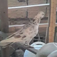 چهار عدد کبوتر نر|پرنده|یزد, |دیوار
