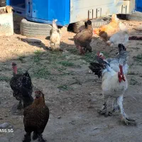 تخم مرغ دیلگونی