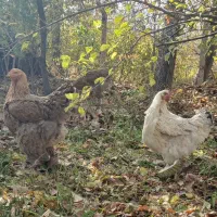 ۵ عدد مرغ برهما لایت و گولد|حیوانات مزرعه|آذرشهر, |دیوار