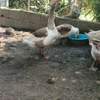 غاز نر و ماده