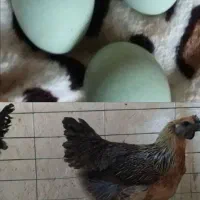 مرغ زینتی 5 ماهه|حیوانات مزرعه|جغتای, |دیوار