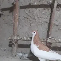 خال زرد نر درجه یک|پرنده|شیروان (خراسان), |دیوار