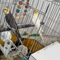 عروس هلندی نر سینامون ماده لوتینو ماده ۸ تخم