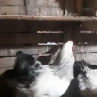 تخم مرغ امپراطور|خوردنی و آشامیدنی|لنگرود, |دیوار