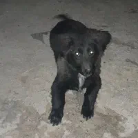 سگ خیلی زرنگ باهوش نر