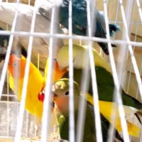 طوطی کوتوله برزیلی جوجه نرمه خور و سرلاکی و مولد|پرنده|نجف‌آباد, شریعتی|دیوار