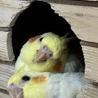 عروس هلندی|پرنده|چمران, |دیوار