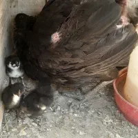 یک عدد خروس و دوعدد مرغ جوجه دار