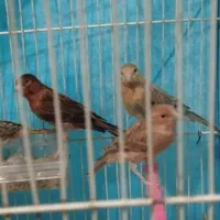 قناری ماده|پرنده|تربت جام, شاد|دیوار