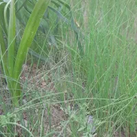 باغداری و سم پاشی درختان و کشت وکار