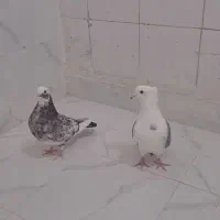 جفت کلنکاری سرتخم هستن