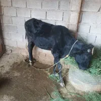 گوساله برای فروش دارم|حیوانات مزرعه|چمران, |دیوار