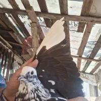 کبوتر کاکلی ماده|پرنده|رشت, کوی مهر|دیوار