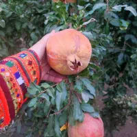 کود حیوانی گاوی وگوسفندی