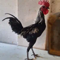 جوجه مرغ مینیاتوری یک ماهه|حیوانات مزرعه|پاکدشت, پاکدشت (مامازند)|دیوار