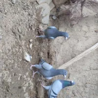 جفت جوجه سبز