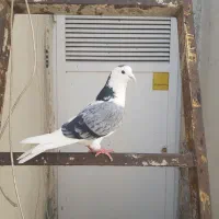 کبوتر نر گردن کلفت