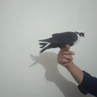 شکارامروزدربف|حیوانات|بناب, |دیوار