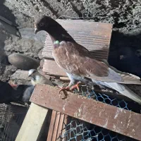 یک جفت کبوتر دمه تخم ،زاغوسرخ|پرنده|مینودشت, |دیوار